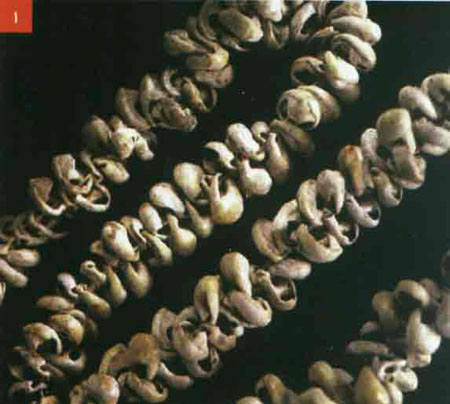 انواع زیورآلات مردانه تاریخچه استفاده از زیورآلات